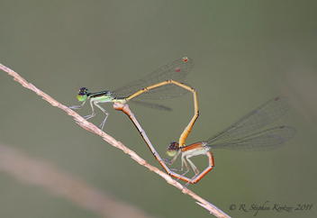 Ischnura hastata, mating pair